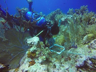 Benthos monitoring at ACCMNM-2023-Fiama-Molina