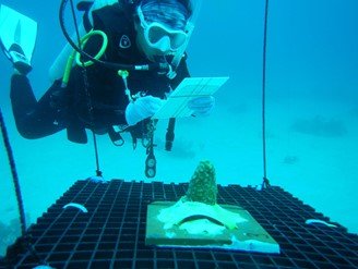 CONANP team monitoring the in situ coral nurseries