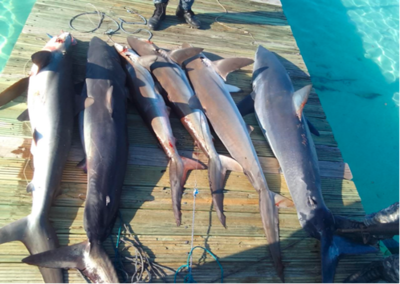 Confiscated Sharks_ TIDE