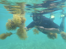 Planting Eucheuma isiforme - Jolie Pollard