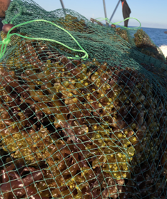 Seaweed Harvesting-Photo-Maximiliano Caal