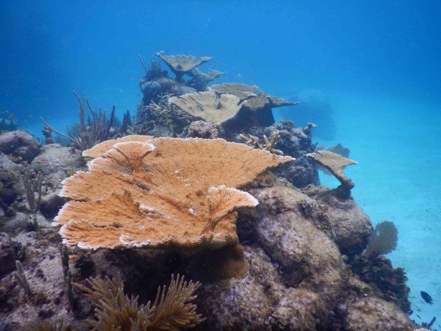Transplants in Punta Nizuc