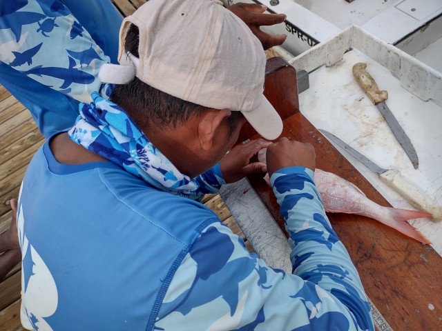 14RfP_MarAlliance_PLANNING FOR THE FUTURE OF DEEP-WATER SNAPPER AND GROUPER SPAWNING AGGREGATIONS IN BELIZE AND HONDURAS