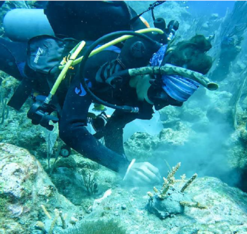 15RfP_CEA_CORALINE RESTORATION IN THE AKUMAL REEF HABITAT (ARPEA), QUINTANA ROO, MEXICO_ PHASE III