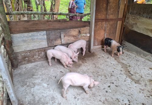 Ecologic_fatteningpigs